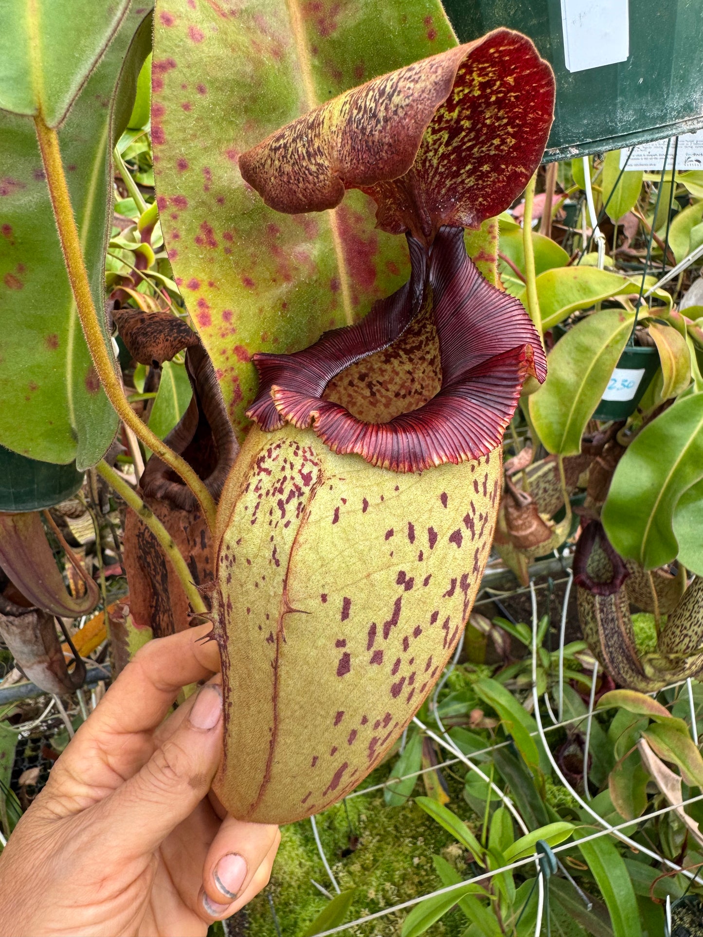 539.N.(eymae x veitchii) x {[(lowii x veitchii) x tiveyi] x Platychila} 140mm pot