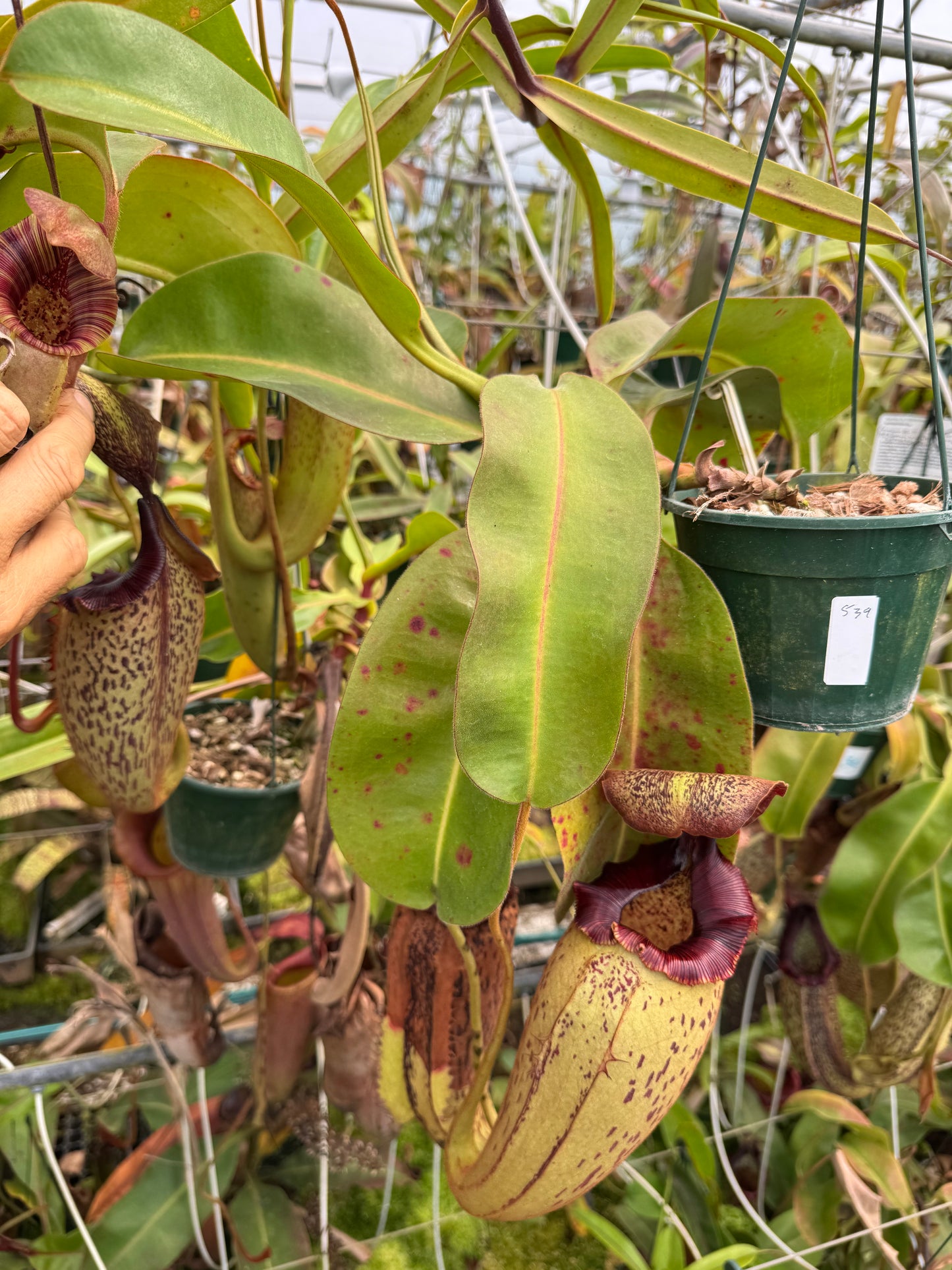 539.N.(eymae x veitchii) x {[(lowii x veitchii) x tiveyi] x Platychila} 140mm pot