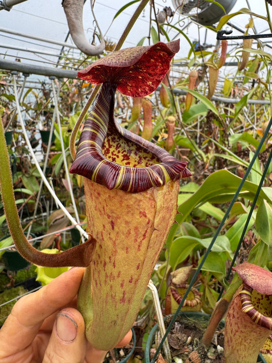 540.N. [(lowii x veitchii) x tiveyi] x platychila 1430mm pot