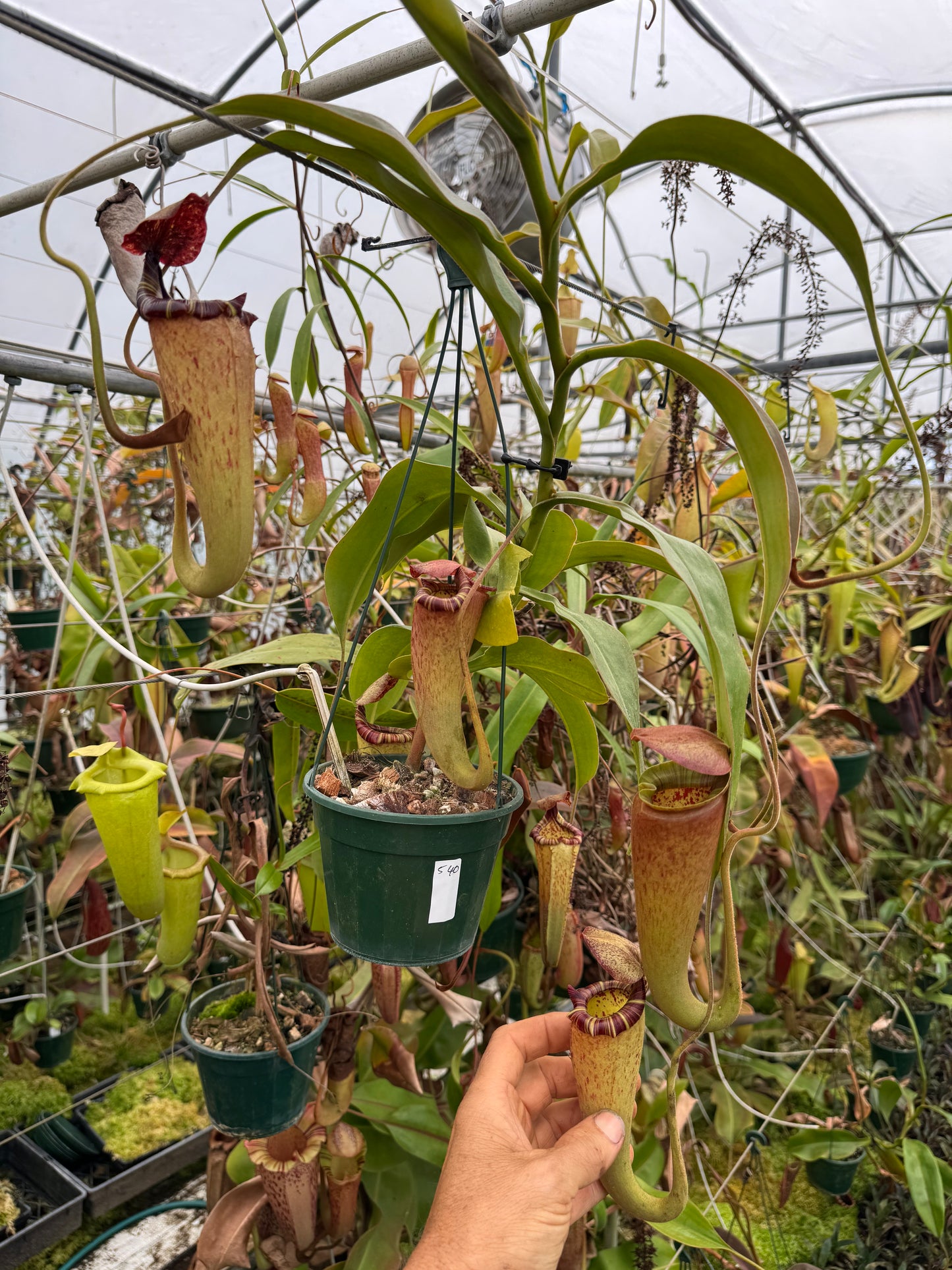 540.N. [(lowii x veitchii) x tiveyi] x platychila 1430mm pot