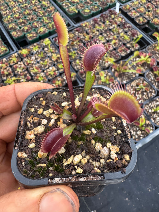 Dionea Muscipula Akai Ryu