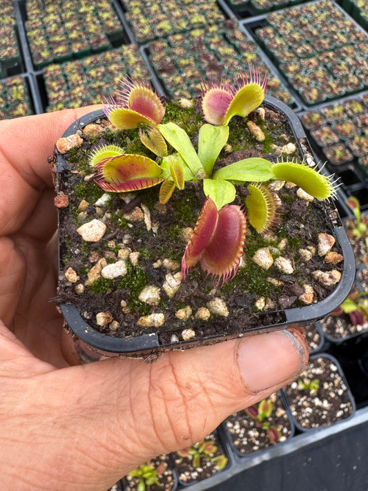 Dionea muscipula no 2