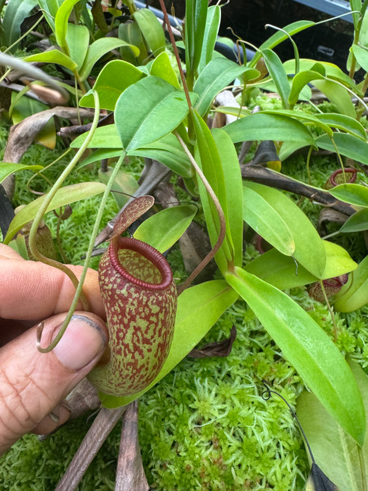 N.Ventricosa x aristolochioides 50mm plug