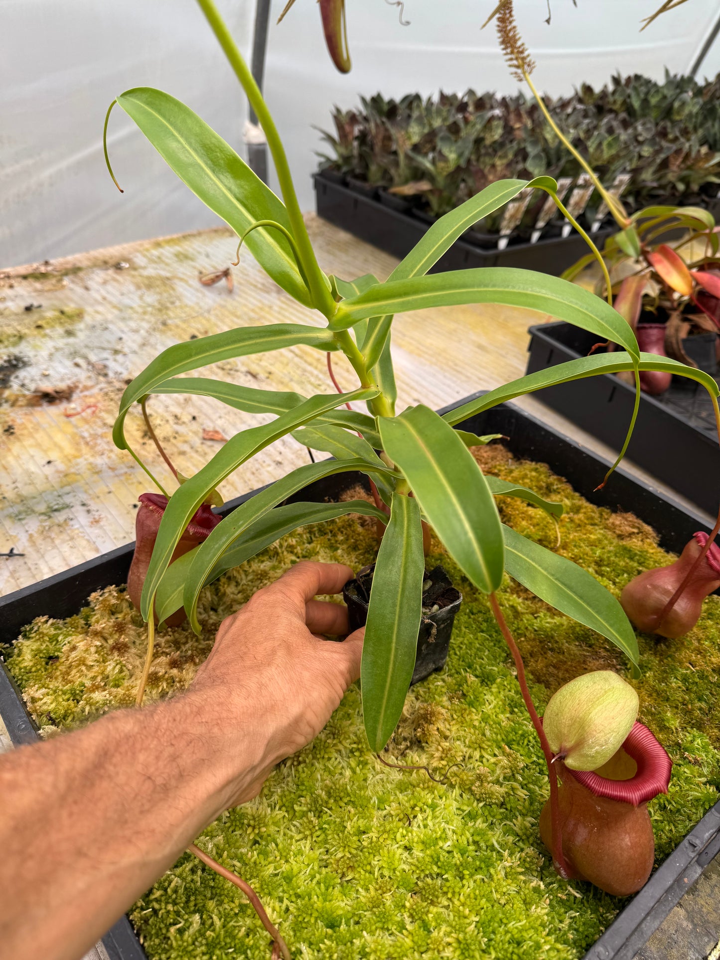 541.N.[(Ventricosa x Sibuyanensis) x burkei] x {Ventricosa x [Ventricosa x (lowii x Ventricosa)]} 65mm pot