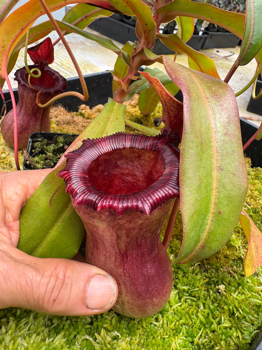 542.N. VSB x VVLV 65mm pot female plant