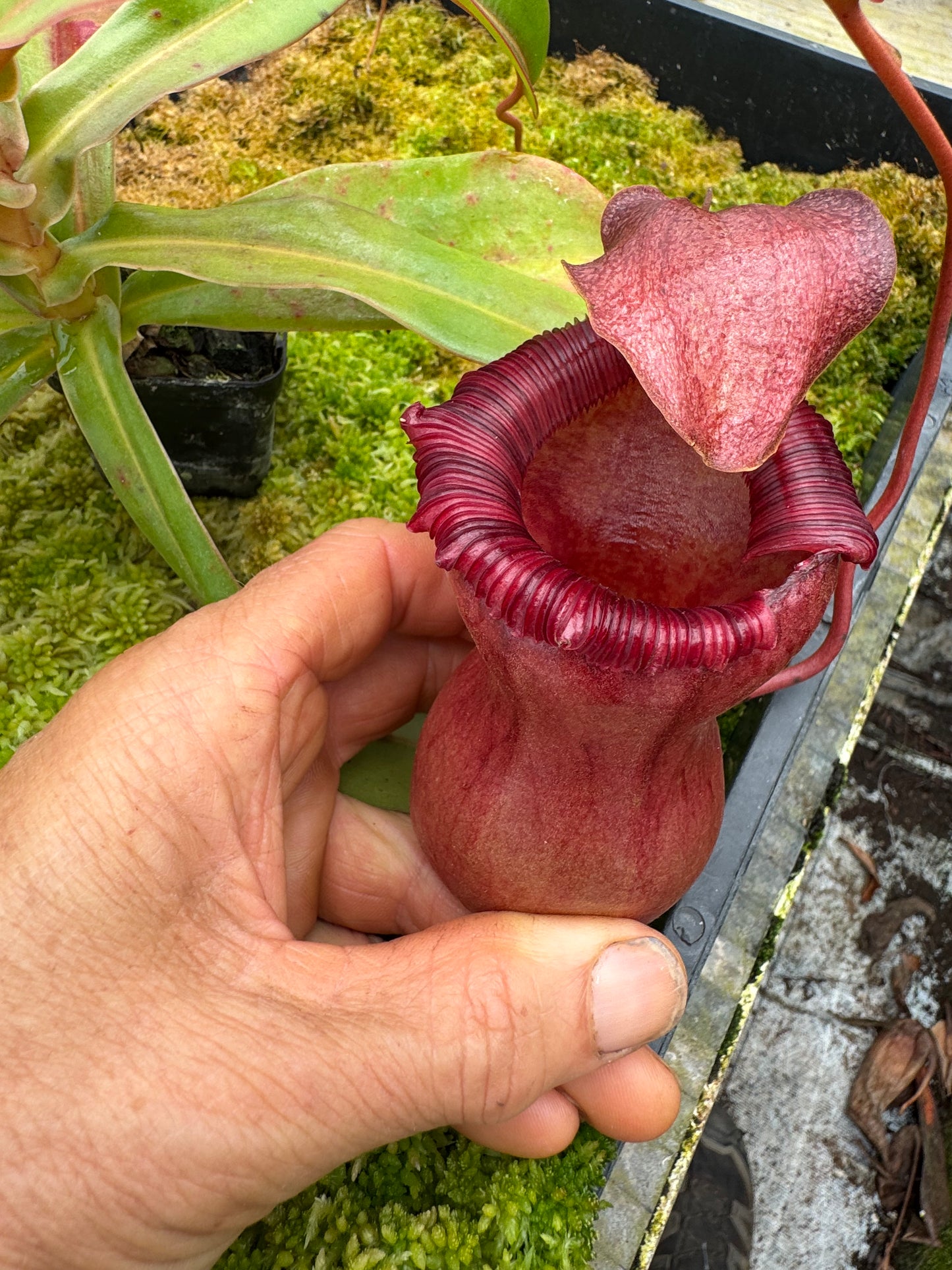 543.N.VSB x VVLV 65mm pot