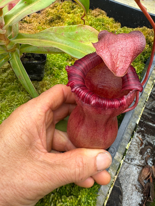 543.N.VSB x VVLV 65mm pot