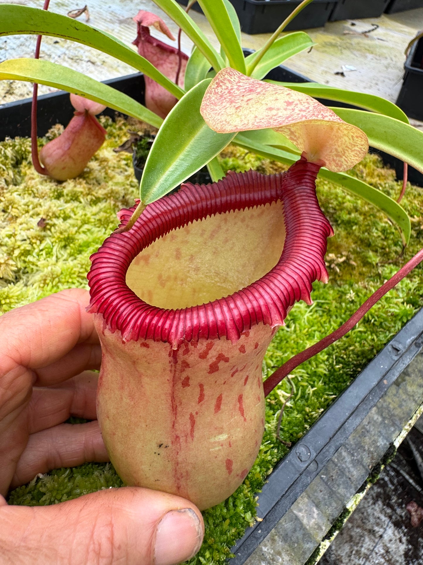 544.N.VSB x VVLV 65mm pot