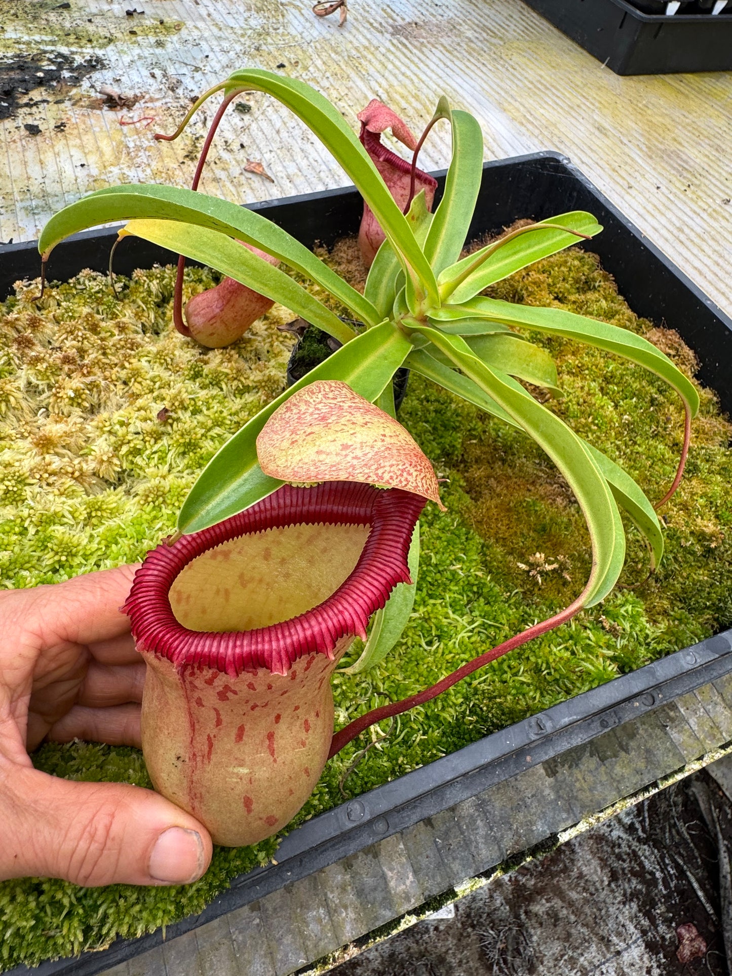 544.N.VSB x VVLV 65mm pot