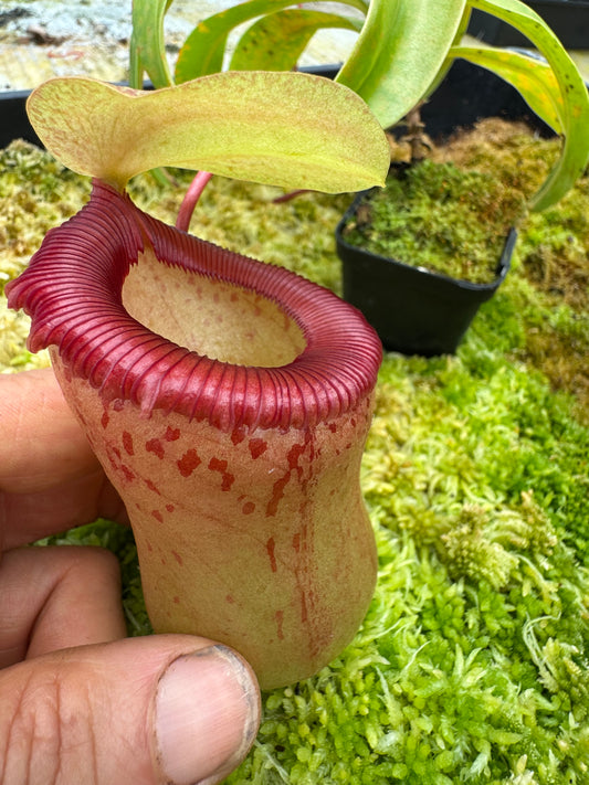 545.N. VSB x VVLV 65mm pot