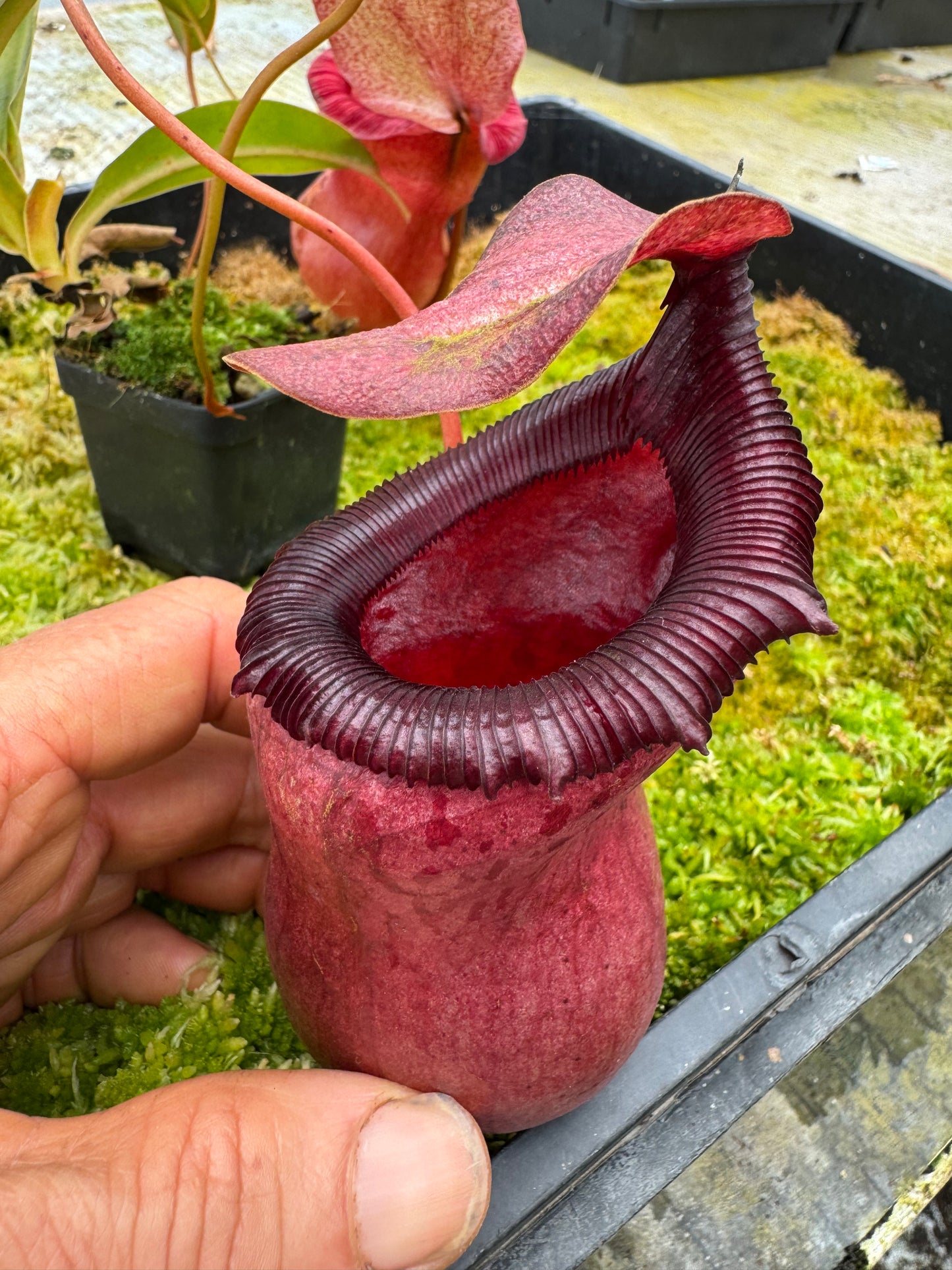 546.N.VSB x VVLV 65mm pot