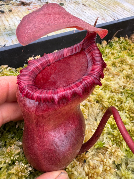 547.N.VSB x VVLV 65mm pot