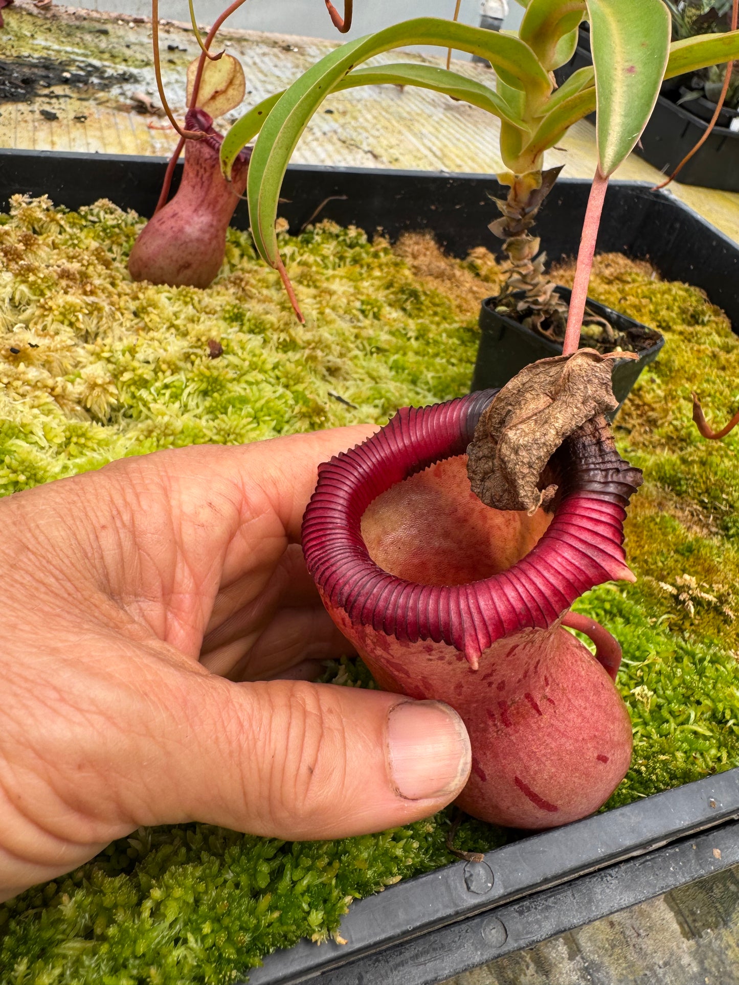 548.N.VSB x VVLV 65mm pot female plant