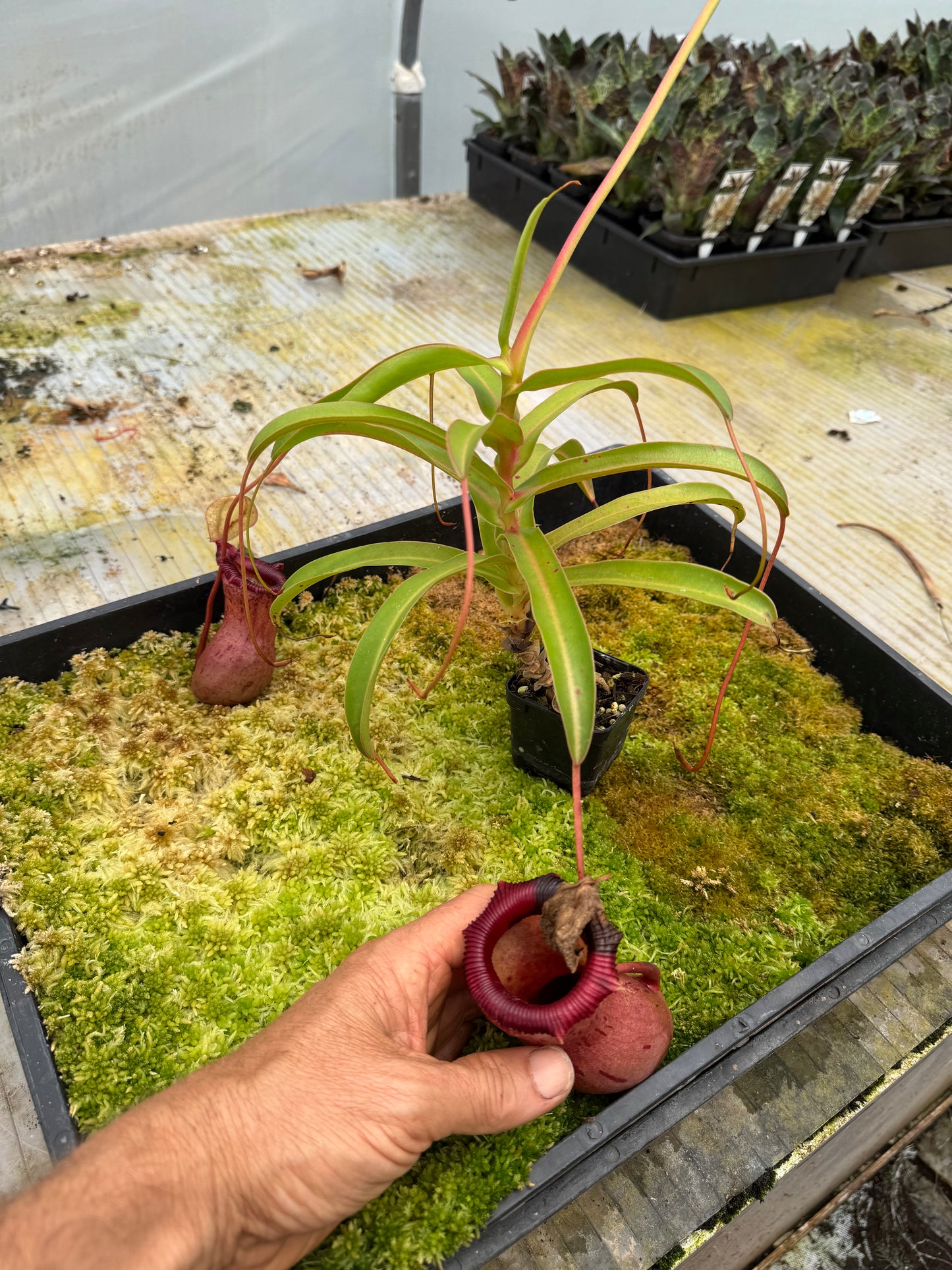 548.N.VSB x VVLV 65mm pot female plant