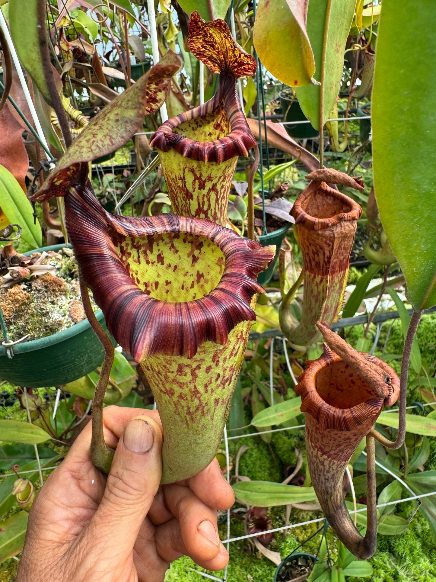 552.N. [(lowii x veitchii) x tiveyi] x Platychila 140mm pot