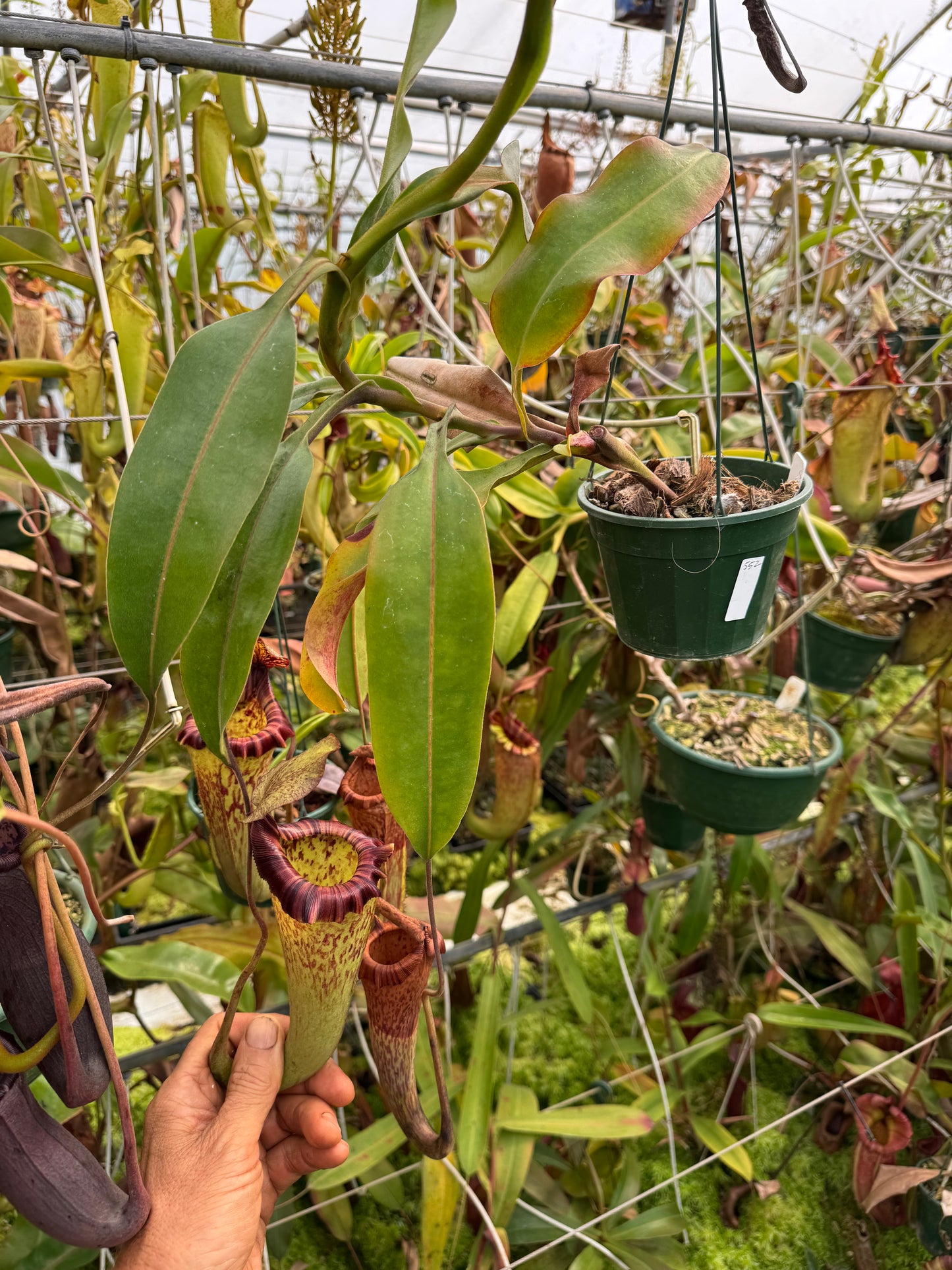 552.N. [(lowii x veitchii) x tiveyi] x Platychila 140mm pot