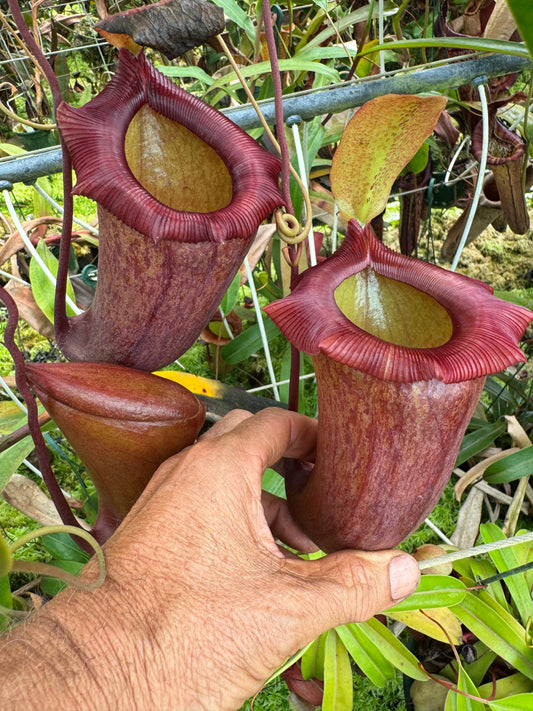 554.N.[(ventricosa x sibuyanensis) x burkei] x jaquelineae 140mm pot