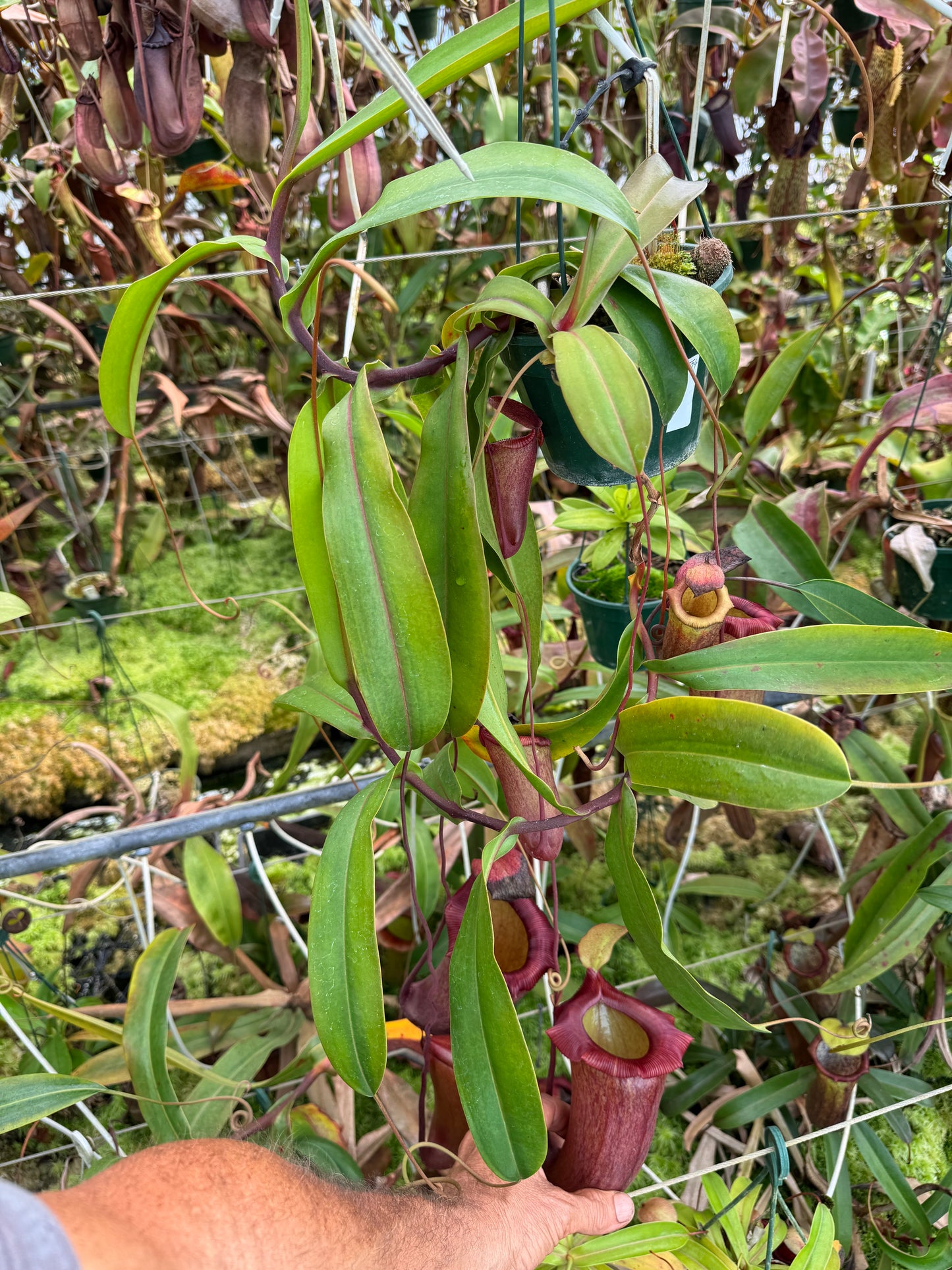 554.N.[(ventricosa x sibuyanensis) x burkei] x jaquelineae 140mm pot