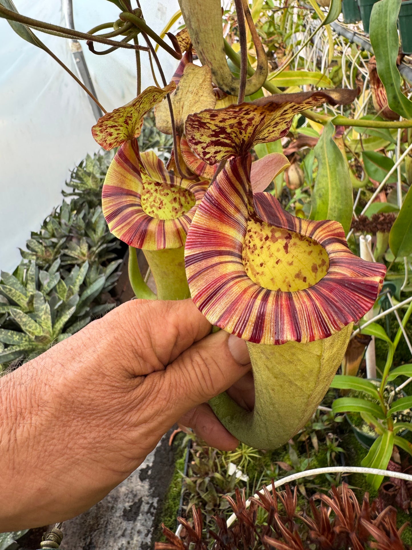 556.N.[(LOWII X VEITCHII) X TIVEYI] X Platychila 140mmpot