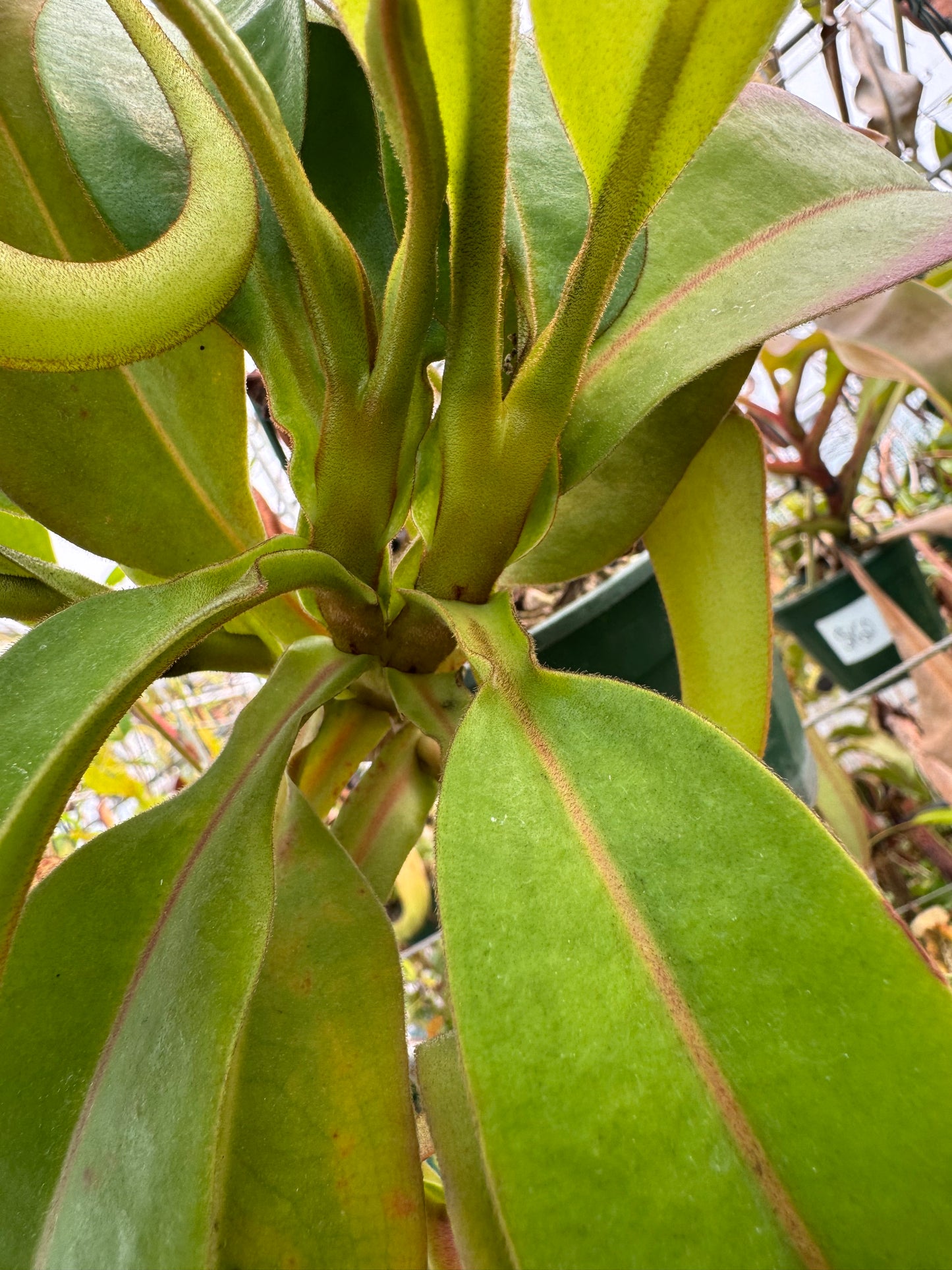 556.N.[(LOWII X VEITCHII) X TIVEYI] X Platychila 140mmpot