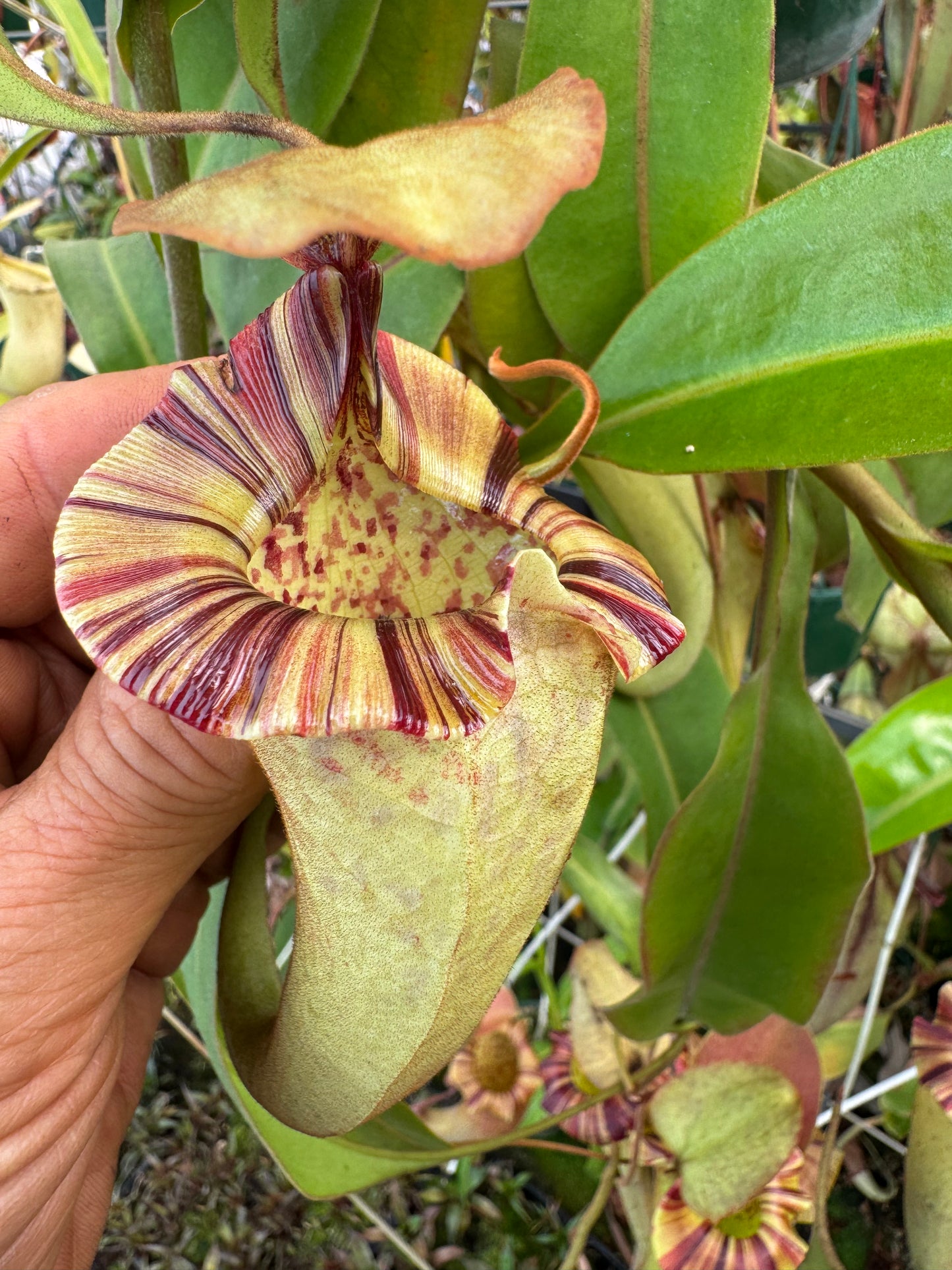 556.N.[(LOWII X VEITCHII) X TIVEYI] X Platychila 140mmpot