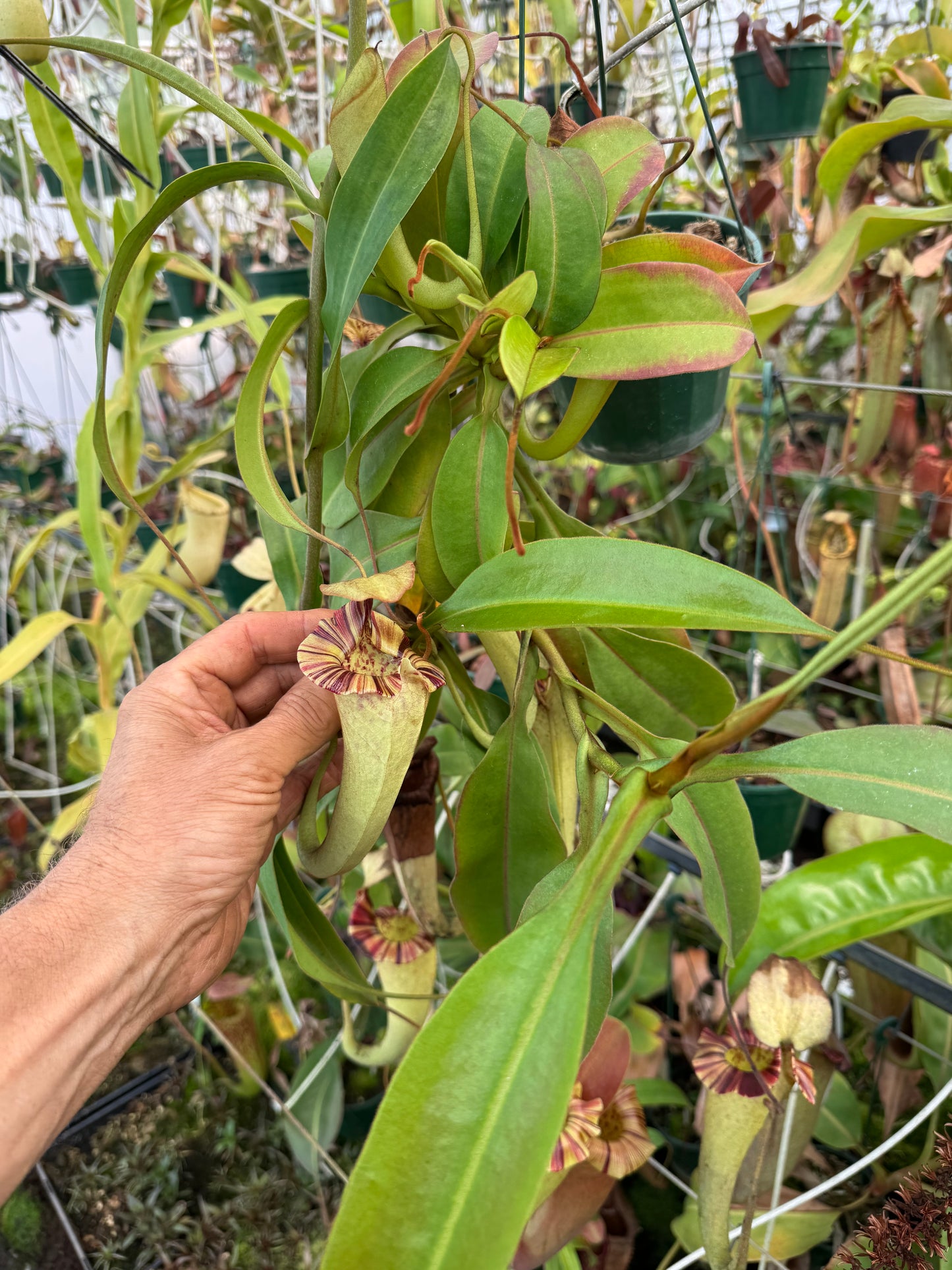 556.N.[(LOWII X VEITCHII) X TIVEYI] X Platychila 140mmpot