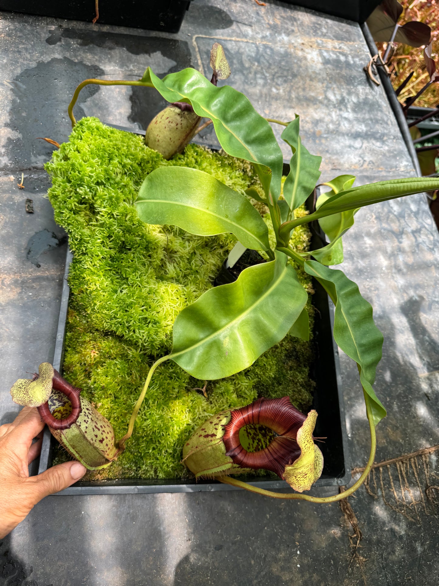 560.N.(veitchii x burbidgeae) x {[(lowii x veitchii) x boschiana] x (lowii x truncata)} 65mm pot