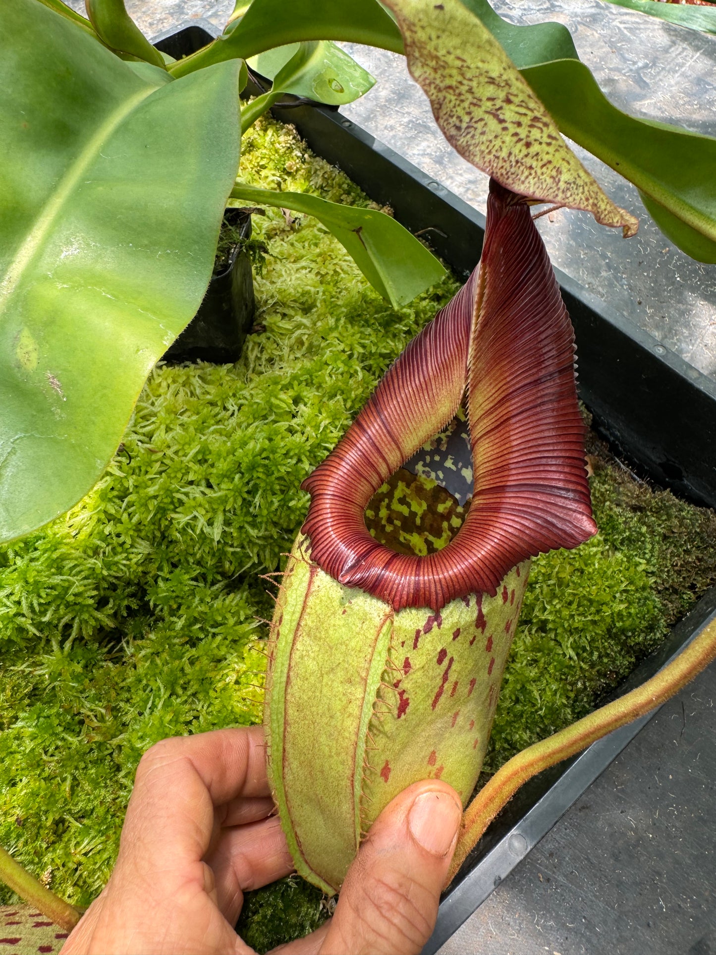 560.N.(veitchii x burbidgeae) x {[(lowii x veitchii) x boschiana] x (lowii x truncata)} 65mm pot