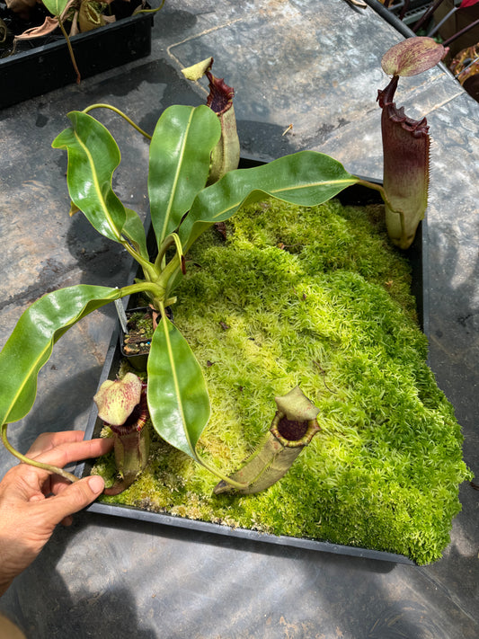 561.N.[(lowii x boschiana) x veitchii sp] x {[(lowii x veitchii)x tiveyi] x platychila} 65mmpot