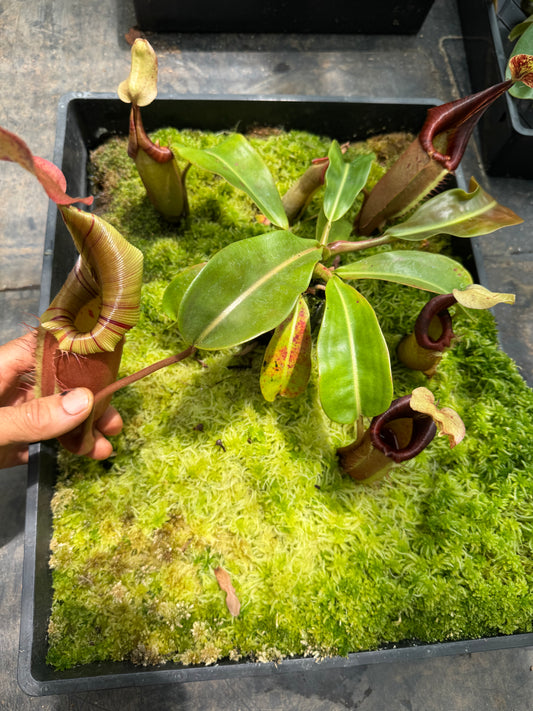 566.N. (eymae x veitchii) x [(rokko x boschiana) x veitchii hose mountains]65mm pot