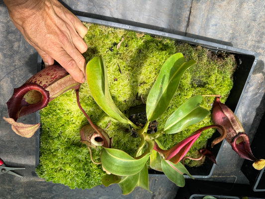 567.N. (white veitchii x burbidgeae) x [(lowii x boschiana) x veitchii sp] 65mm pot