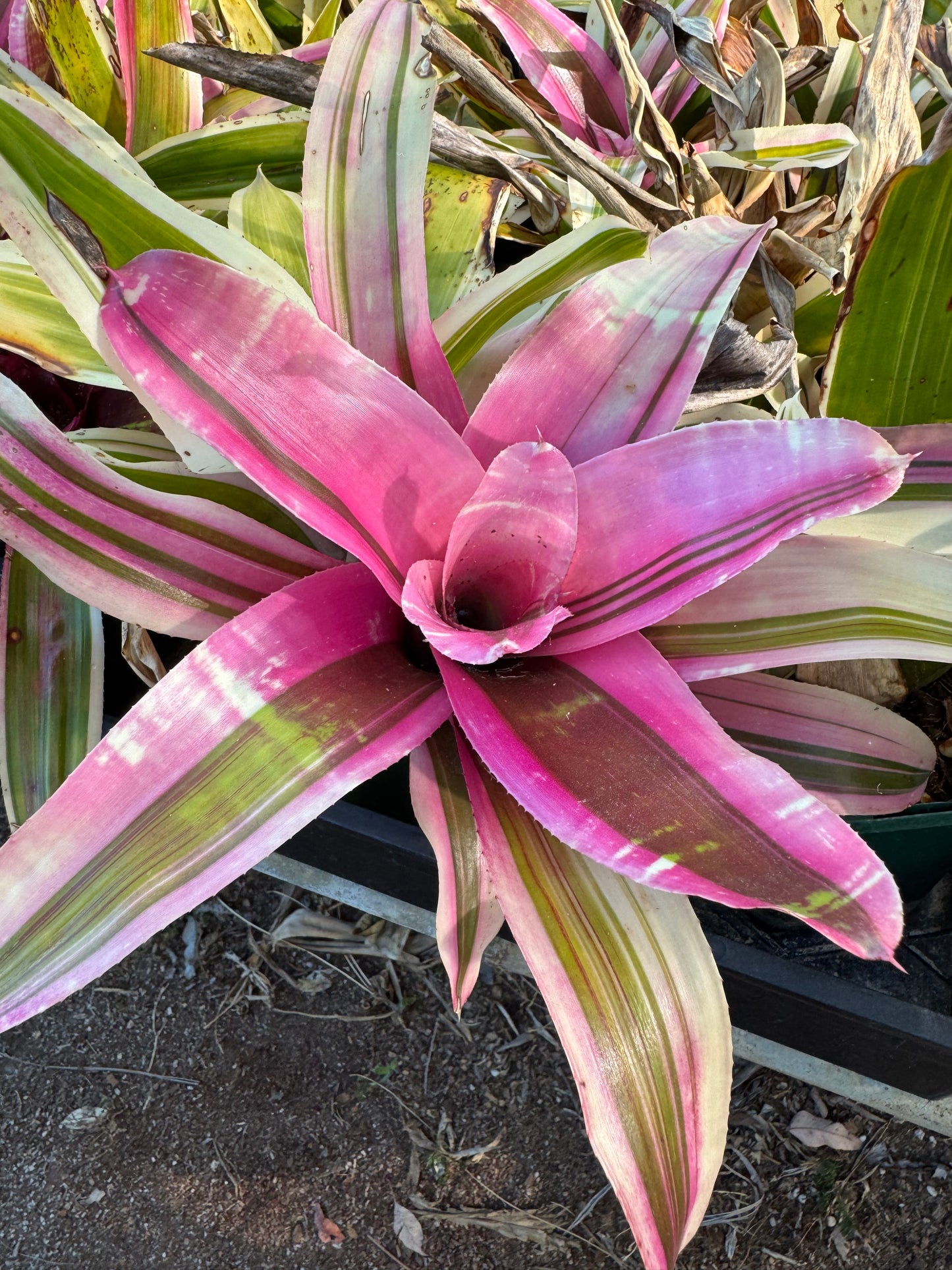 Neoregelia tri star 1 tank