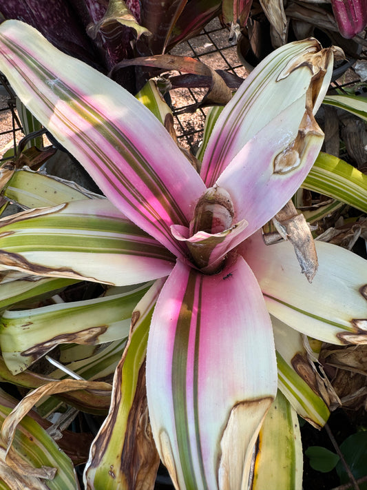 Neoregelia tri star 1 tank