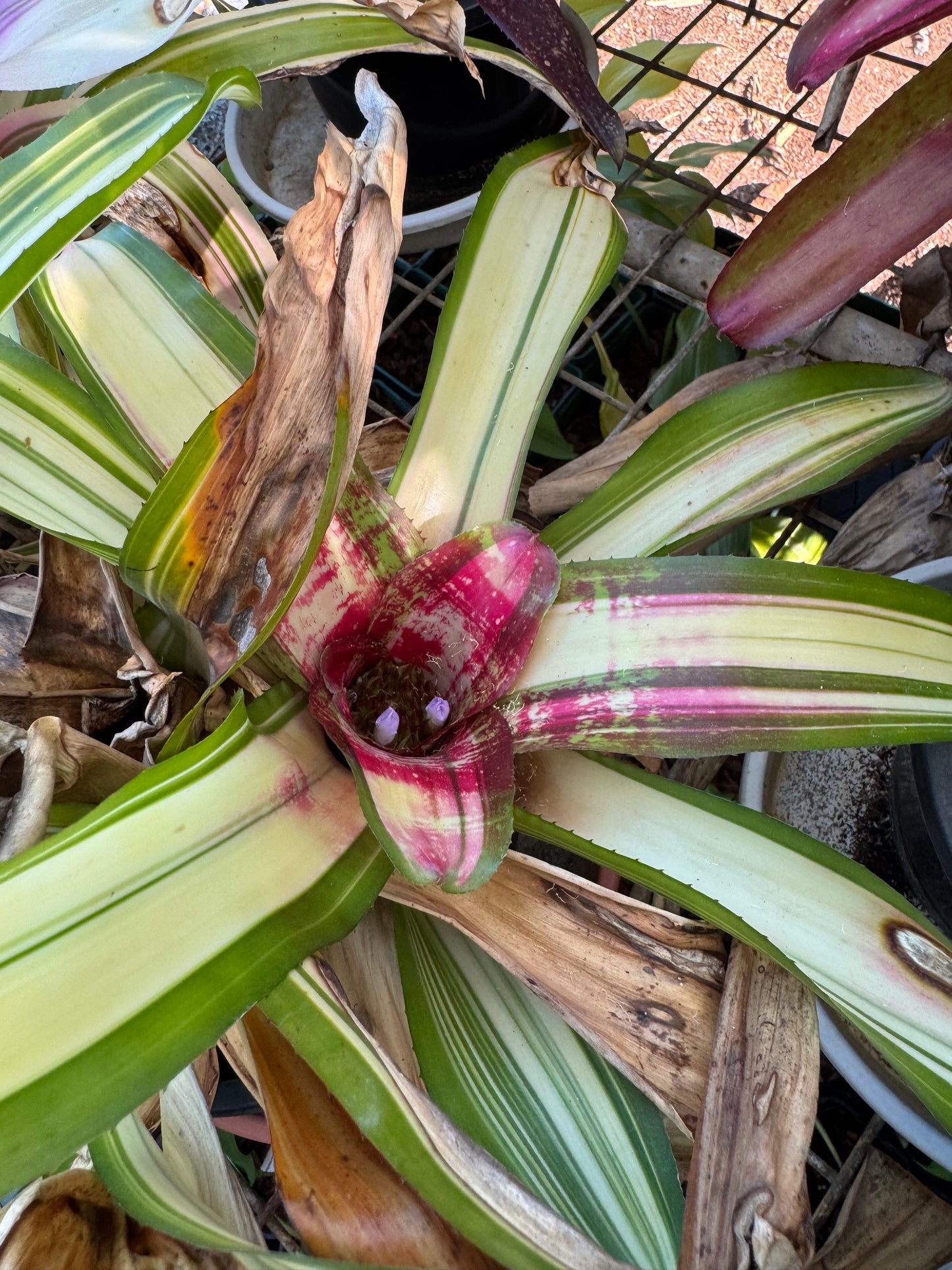 Neoregelia tri star 1 tank