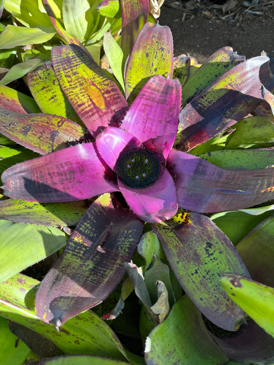 Neoregelia Purpole heart 1 tank