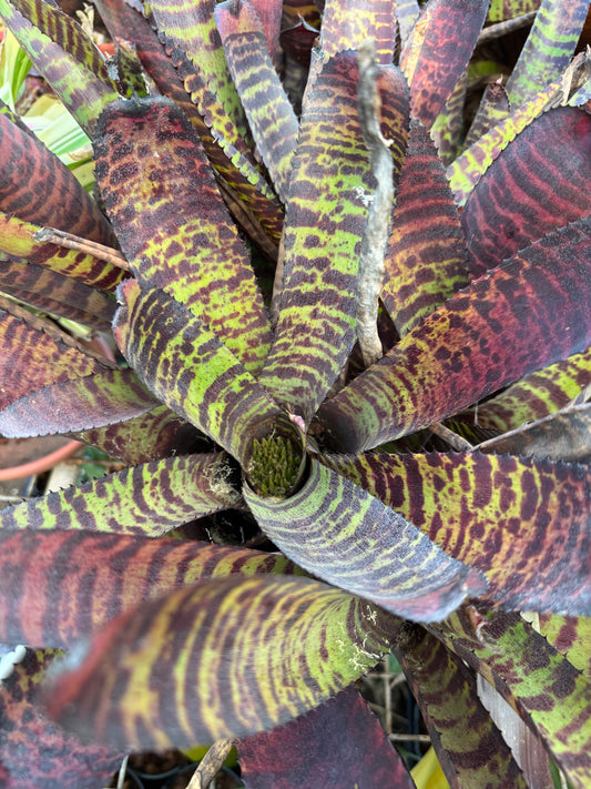 Neoregelia hannibal lector 1 tank