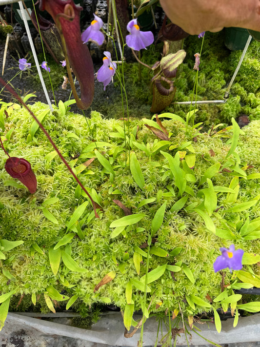 Live Sphagnum moss trays with Utricularia longifolia 350mm x 300mm