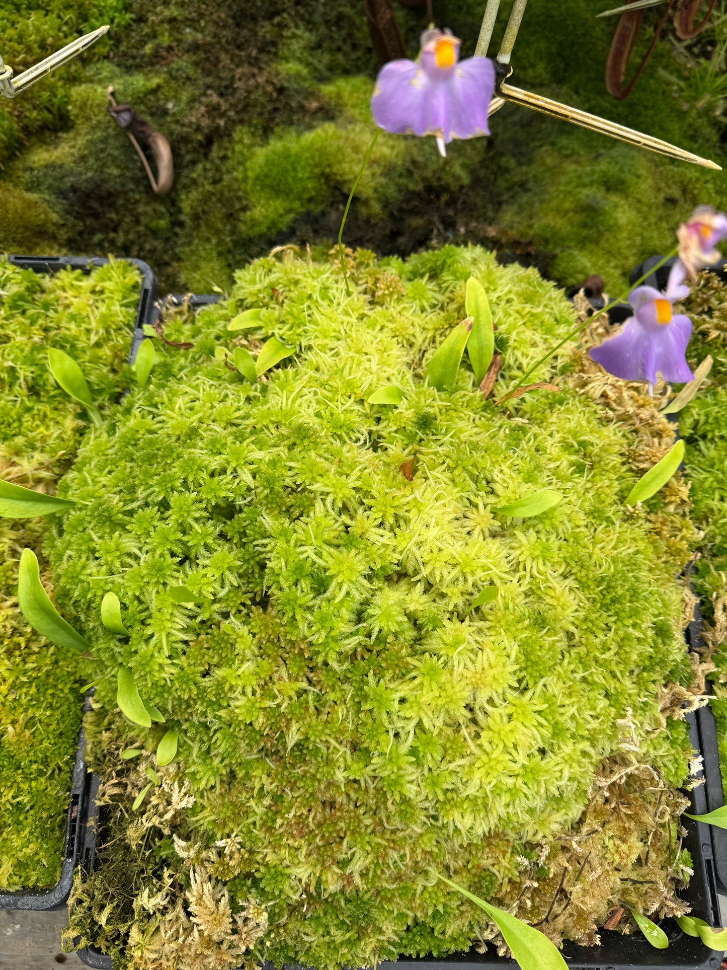 Live Sphagnum moss trays with Utricularia longifolia 350mm x 300mm