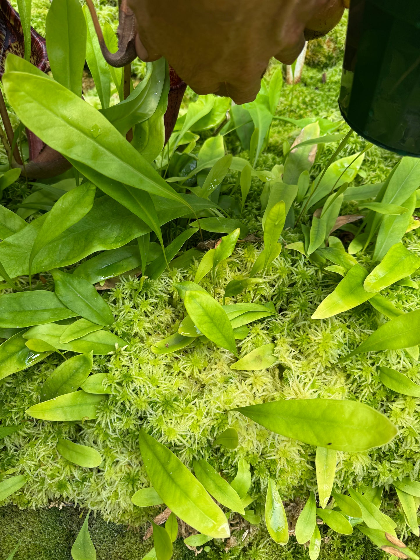 Live Sphagnum moss trays with Utricularia longifolia 350mm x 300mm
