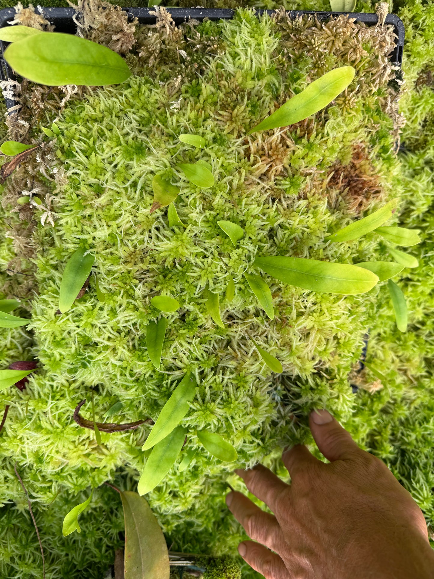 Live Sphagnum moss trays with Utricularia longifolia 350mm x 300mm