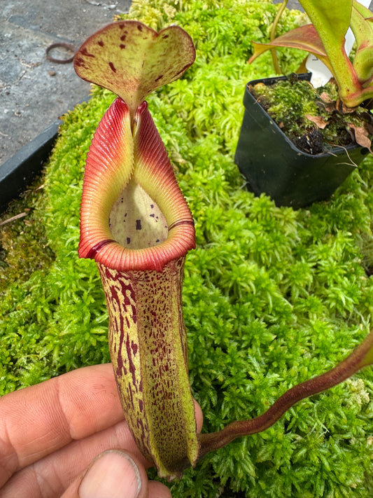 575.N.(veitchii x burbidgeae 1) x {[(lowii x veitchii) x tiveyi] x platychila} 65mm pot