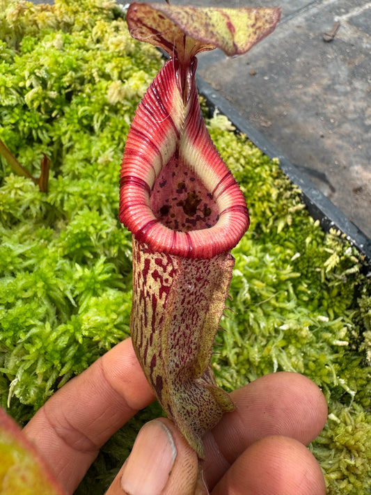 575.N.(veitchii x burbidgeae 1) x {[(lowii x veitchii) x tiveyi] x platychila} 65mm pot