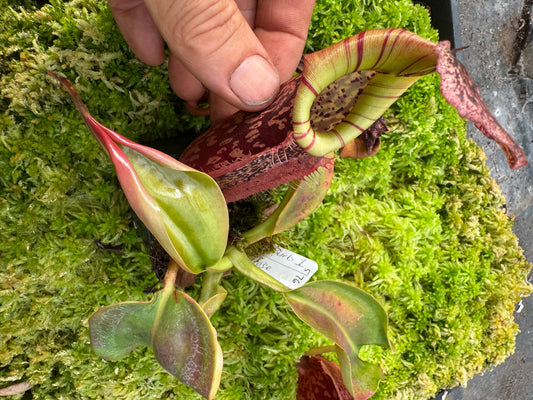 576.N.(veitchii x burbidgeae 1) x [(rokko x boschiana) x veitchii hose mountains ] 65mm pot