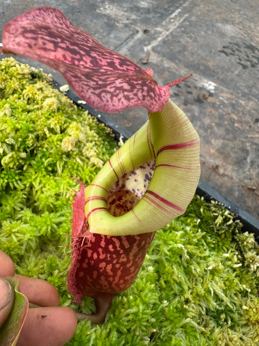 576.N.(veitchii x burbidgeae 1) x [(rokko x boschiana) x veitchii hose mountains ] 65mm pot