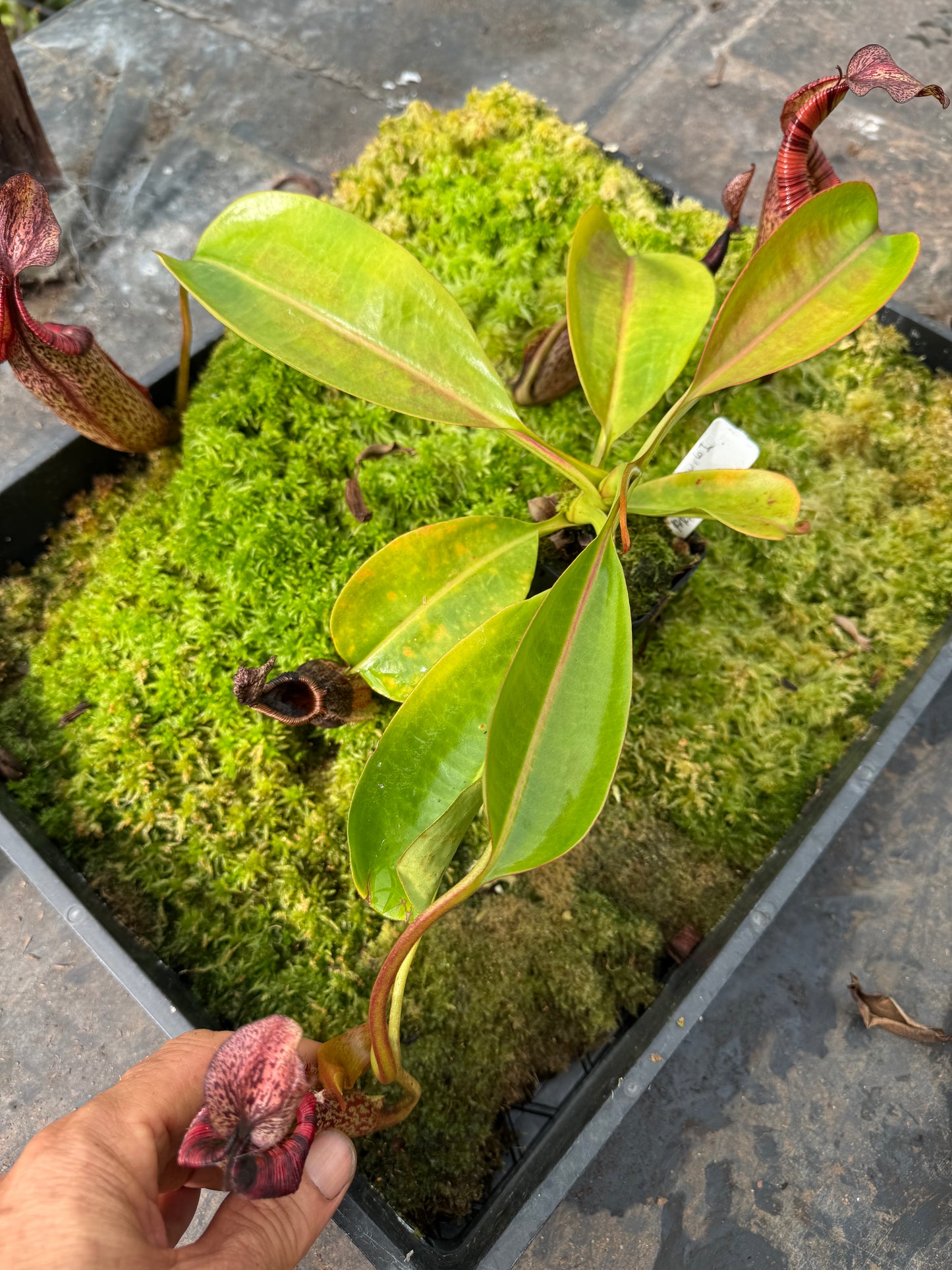 577.N. (veitchii x burbidgeae 1) x (maxima x edwardsiana) 65mm pot