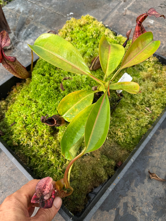 577.N. (veitchii x burbidgeae 1) x (maxima x edwardsiana) 65mm pot