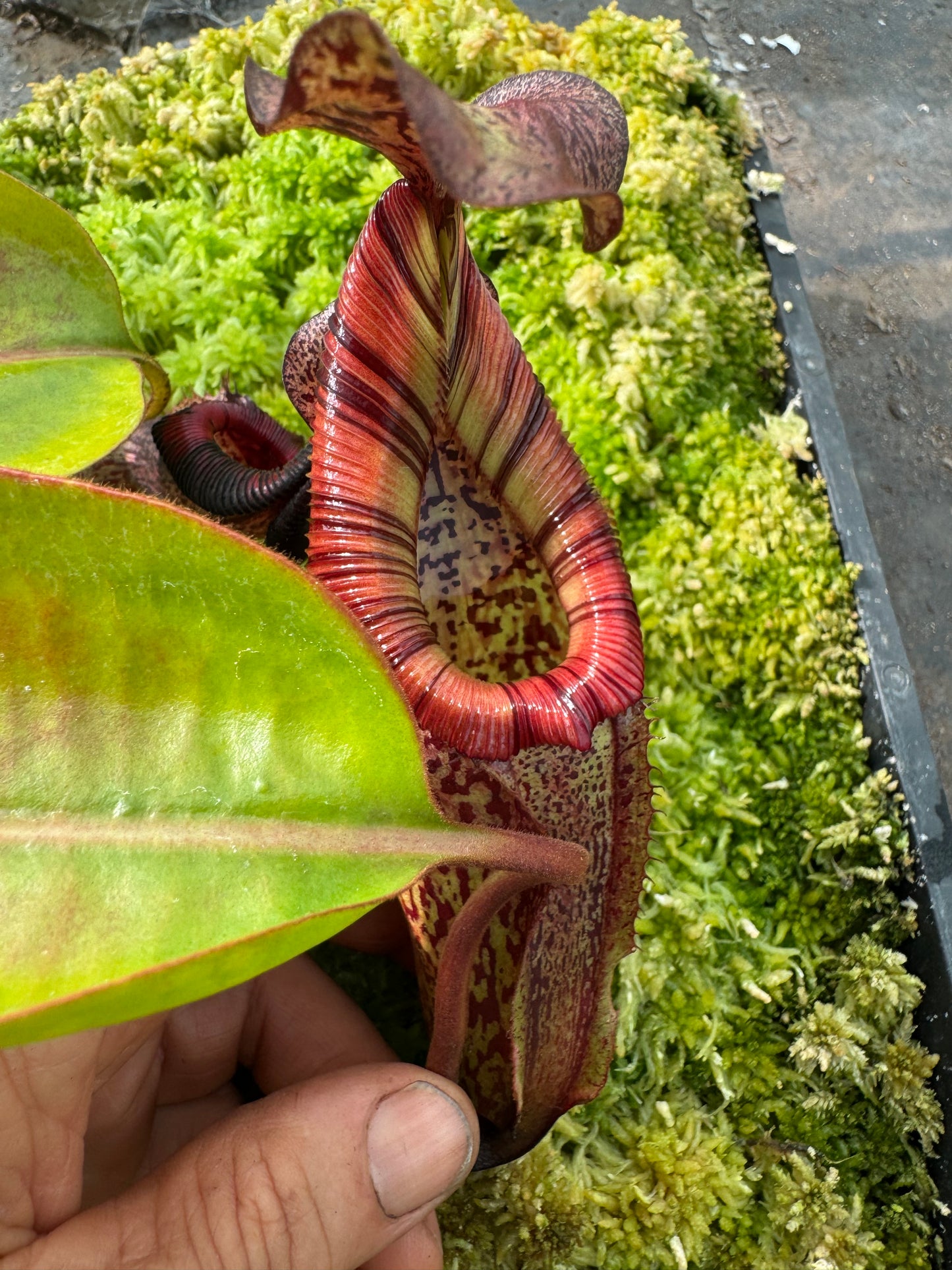 577.N. (veitchii x burbidgeae 1) x (maxima x edwardsiana) 65mm pot