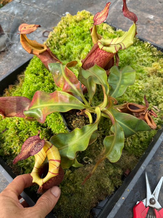 578.N.(eymae x veitchii) x {[(lowii x veitchii) x boschiana] x (lowii x truncata)} 65mm pot