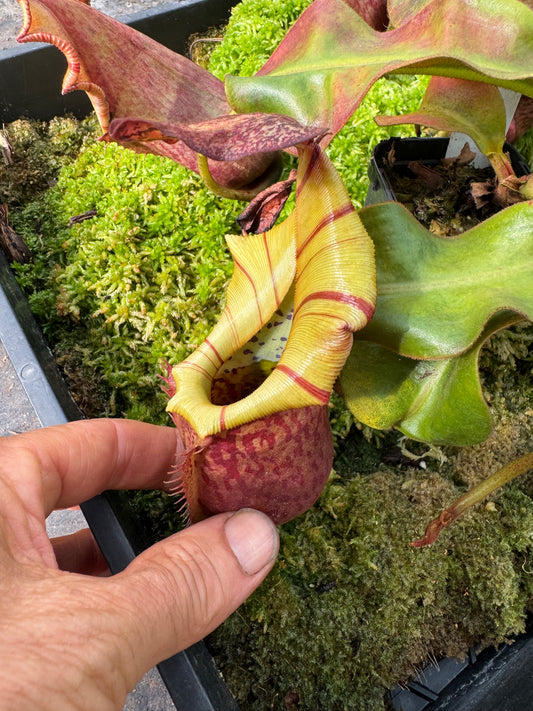 578.N.(eymae x veitchii) x {[(lowii x veitchii) x boschiana] x (lowii x truncata)} 65mm pot