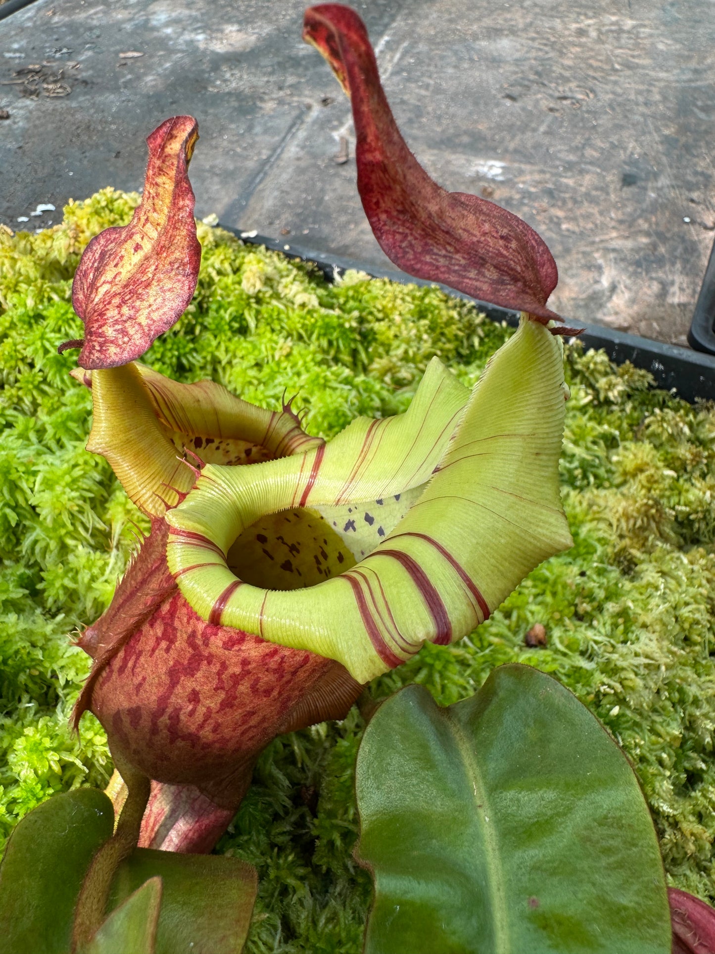 578.N.(eymae x veitchii) x {[(lowii x veitchii) x boschiana] x (lowii x truncata)} 65mm pot